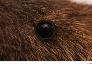 Nutria eye 0001.jpg